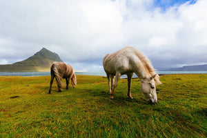 How Climate Change Effects Horses – And How to Tame It